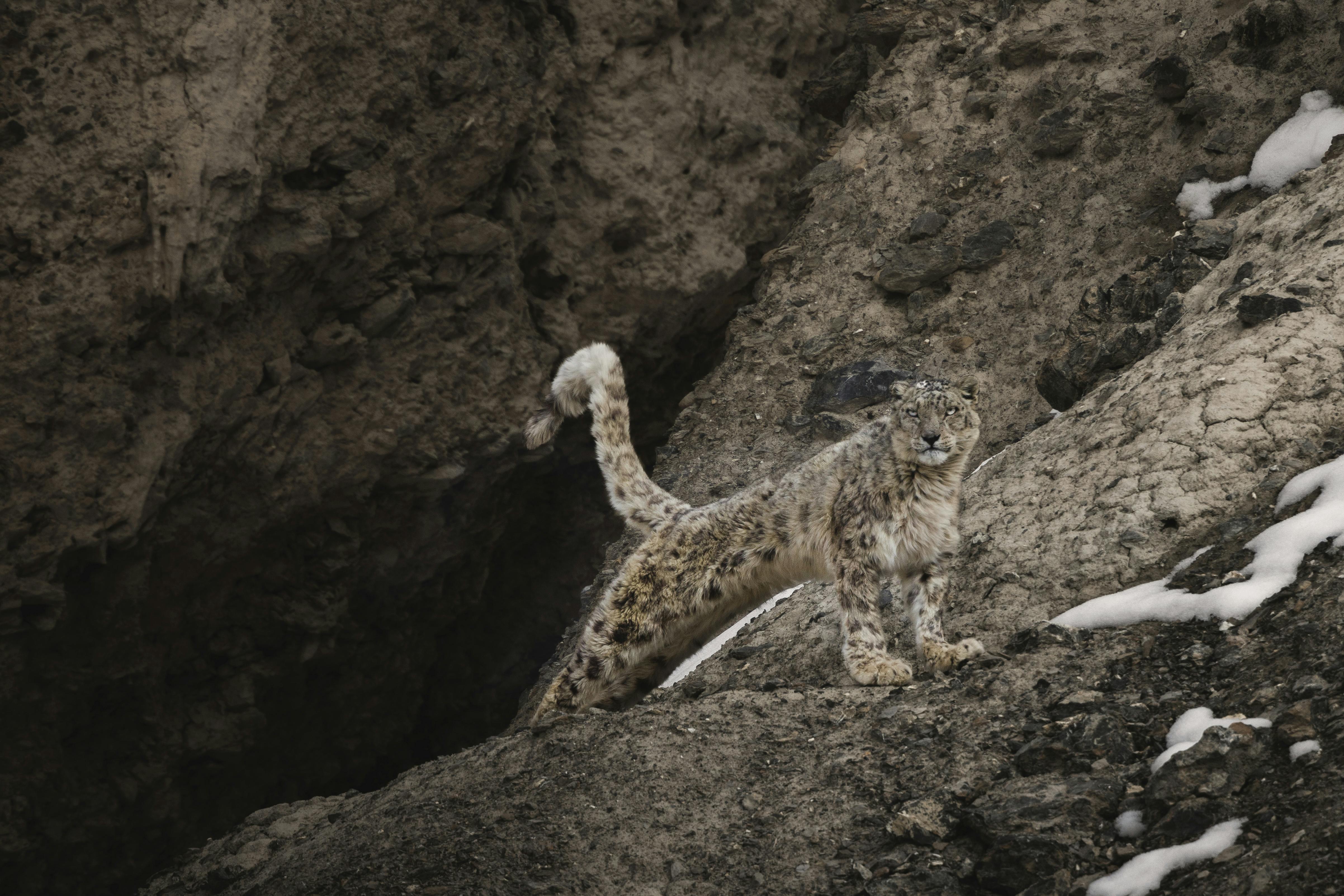 Snow leopard blending into rugged rocky terrain, a rare hidden gem of Himachal Pradesh's natural wildlife.