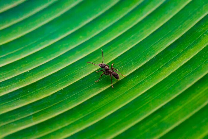 Close-up of an ant on a vibrant green leaf, illustrating a disturbing science fact about insect behavior and nature.