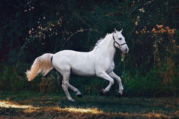 White horse galloping in a dark forest clearing, symbolizing freedom and unexpected disturbing facts people learned.