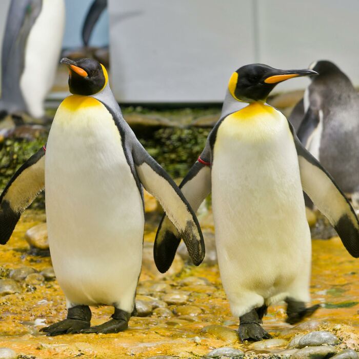 Two king penguins standing on rocky ground with blurred penguins in the background, illustrating crazy airport stories.
