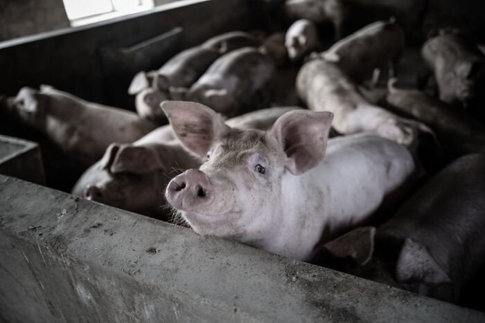 Group of pigs inside a dimly lit pen, highlighting disturbing facts people learned against their will about farming.