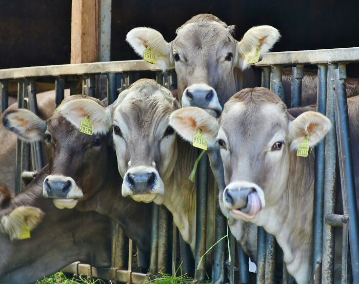 Cows in a farm enclosure, illustrating disturbing science facts about livestock that we don’t often consider.