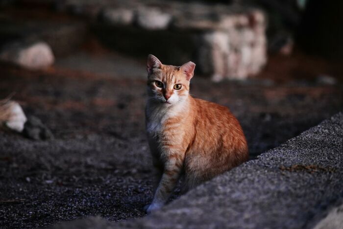 Orange tabby cat sitting on a dark path at night, capturing the eerie feeling of unresolved mysteries people carry.