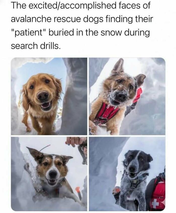 Four close-up photos of happy avalanche rescue dogs in snow, showing hilarious moments that ease stress and bring joy.