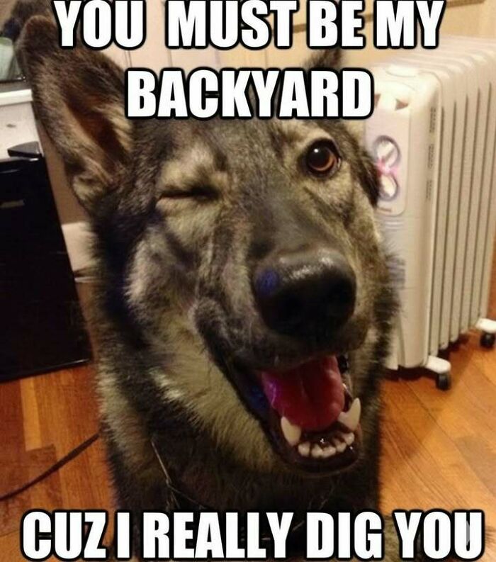 Winking dog meme with funny text, part of hilarious memes that make you forget what you were stressed about collection.