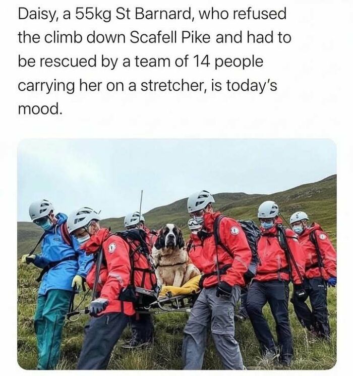 Rescue team carrying a St Bernard dog on a stretcher, captured in a hilarious meme easing stress with humor.