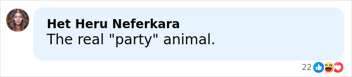Comment reading The real party animal with user profile image, reacting to raccoon raids liquor store story. Comment reading The real party animal with user profile image, reacting to raccoon raids liquor store story.