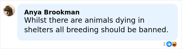 Comment by Anya Brookman criticizing dog breeding and advocating for banning it due to animal welfare concerns. Comment by Anya Brookman criticizing dog breeding and advocating for banning it due to animal welfare concerns.