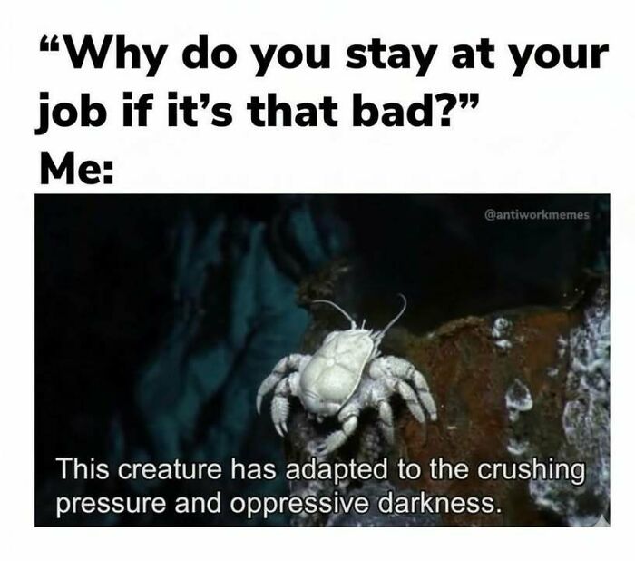 Meme showing a crab with text about adapting to pressure, illustrating hilarious memes that relieve stress at work.