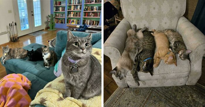 59 Times Cats Formed Suspicious Groups And Definitely Knew Something We Didn’t