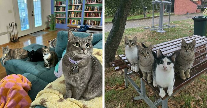 59 Cat Councils Caught Midway Through A Plotting Session