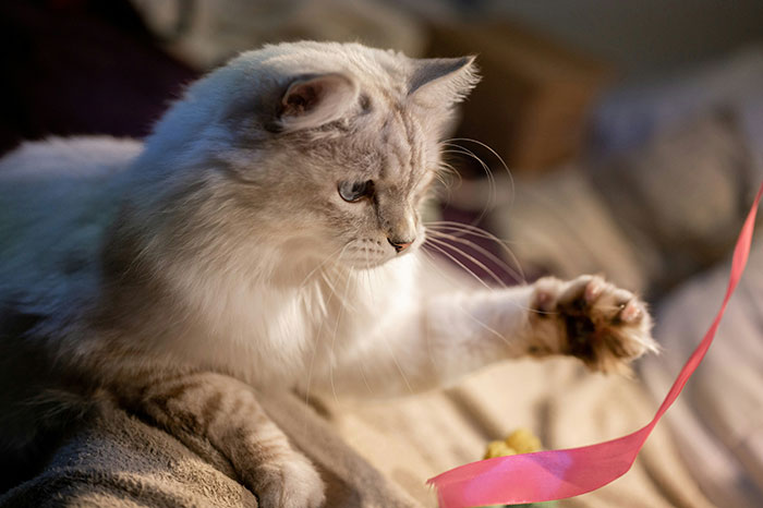 Family Laughs As Guy Chooses Cat Over His Own Sister