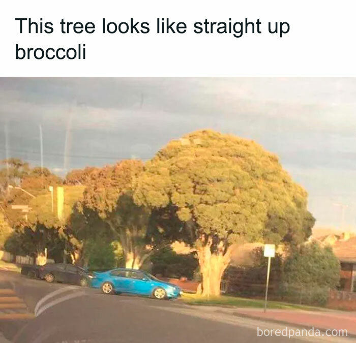 Tree with dense, rounded foliage resembling broccoli in a suburban street, featured in hilarious food memes.