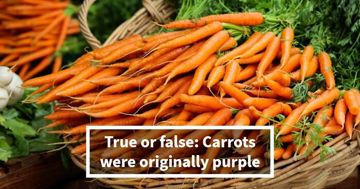 “Would You Run A Trivia Night?”: Test Your General Knowledge With 35 Pub Questions