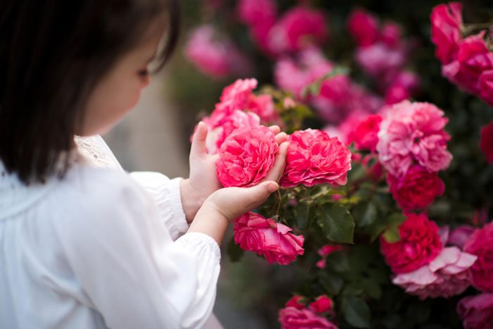 Young child gently holding vibrant pink roses in a neighbor’s yard, highlighting concerns about entitled neighbor behavior. Young child gently holding vibrant pink roses in a neighbor’s yard, highlighting concerns about entitled neighbor behavior.
