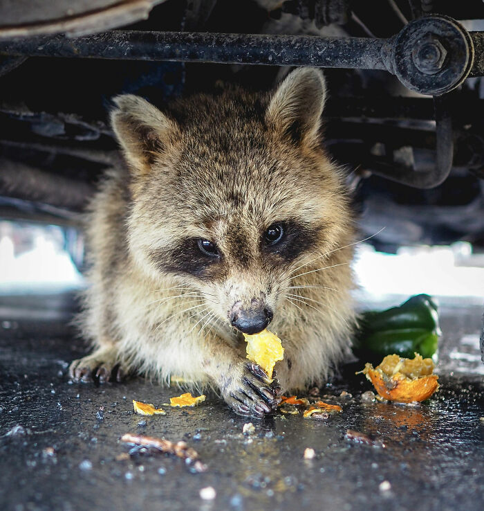 Raccoon raiding snacks under a vehicle, capturing the mischievous behavior linked to liquor store incidents and hilarious reactions. Raccoon raiding snacks under a vehicle, capturing the mischievous behavior linked to liquor store incidents and hilarious reactions.