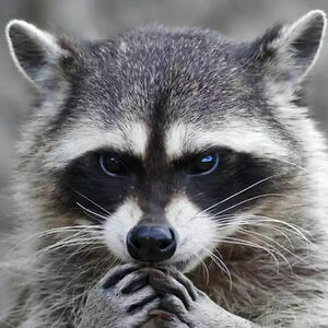 verschuurerita avatar