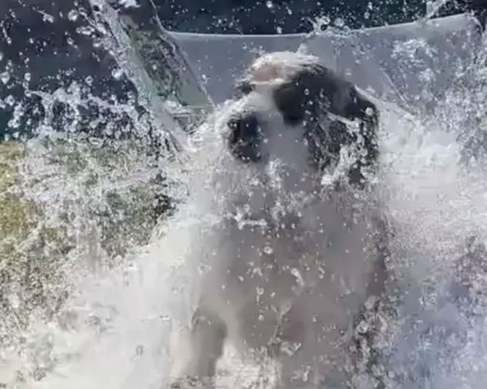 Dog wearing a cone getting splashed with water, a frustrating moment from rage-inducing pictures collection.