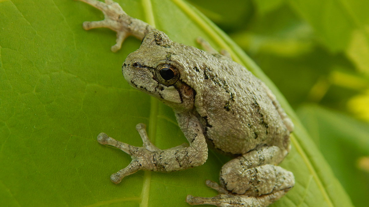 Close-up of a gray tree frog resting on a vibrant green leaf illustrating truly random facts about nature.