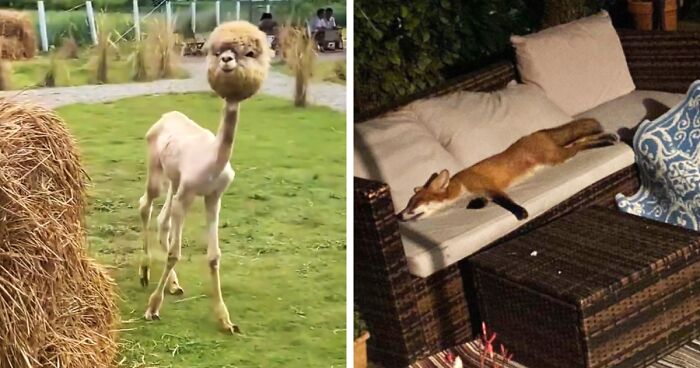 45 Interesting Things People Discovered And Thought You Should Too (New Pics)