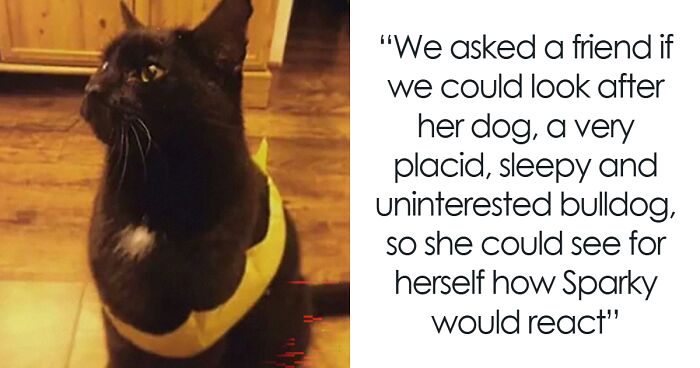 Woman Upset GF Won’t Let Her Get A Dog Because Of Her Old Cat