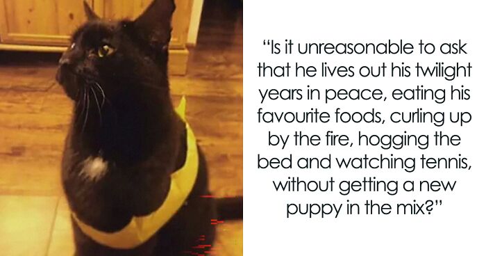 Woman Is Not Opposed To Having A Dog But Asks To Wait, Impatient GF Finally Realizes Why It’s Necessary