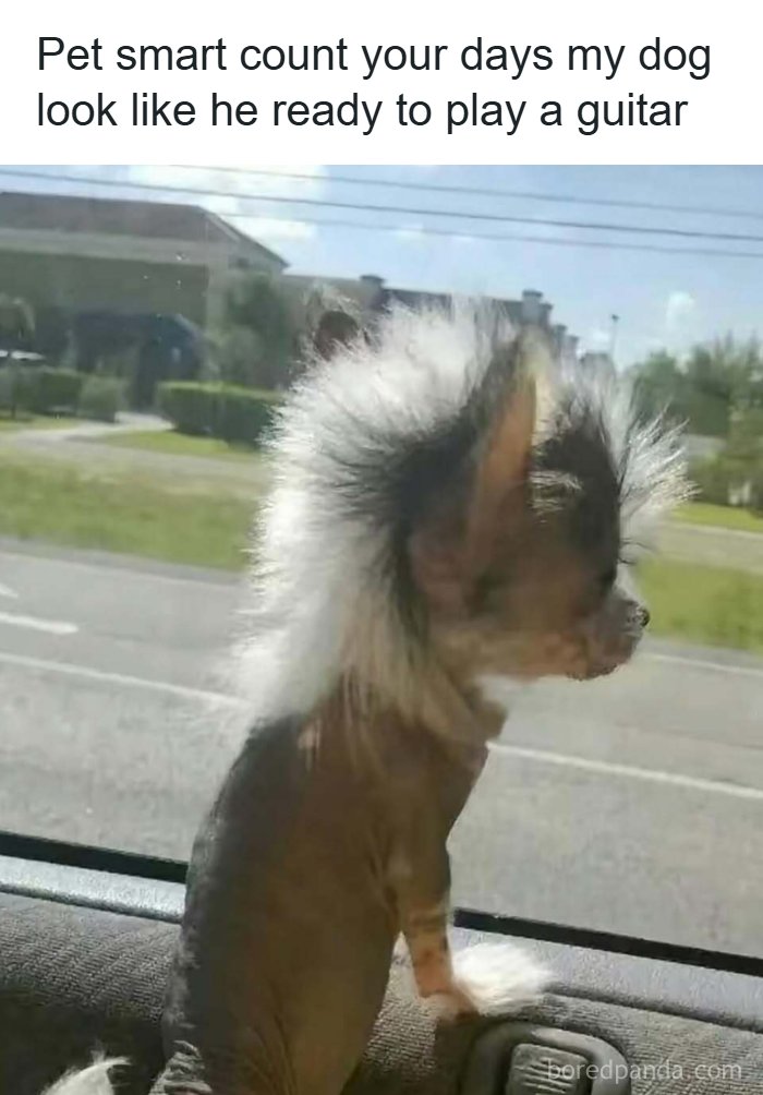 Small dog with fluffy mohawk hairstyle looking out car window, a funny meme to handle reality with humor.