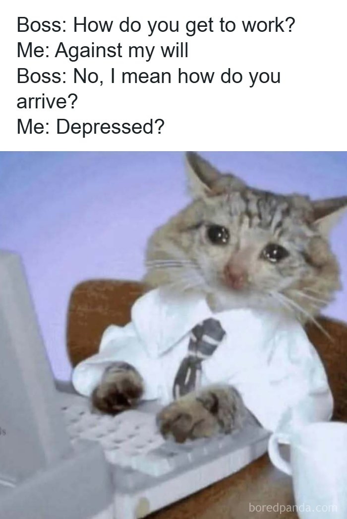 Sad cat in a shirt and tie at a keyboard, humorously depicting memes to handle reality with humor and work stress.