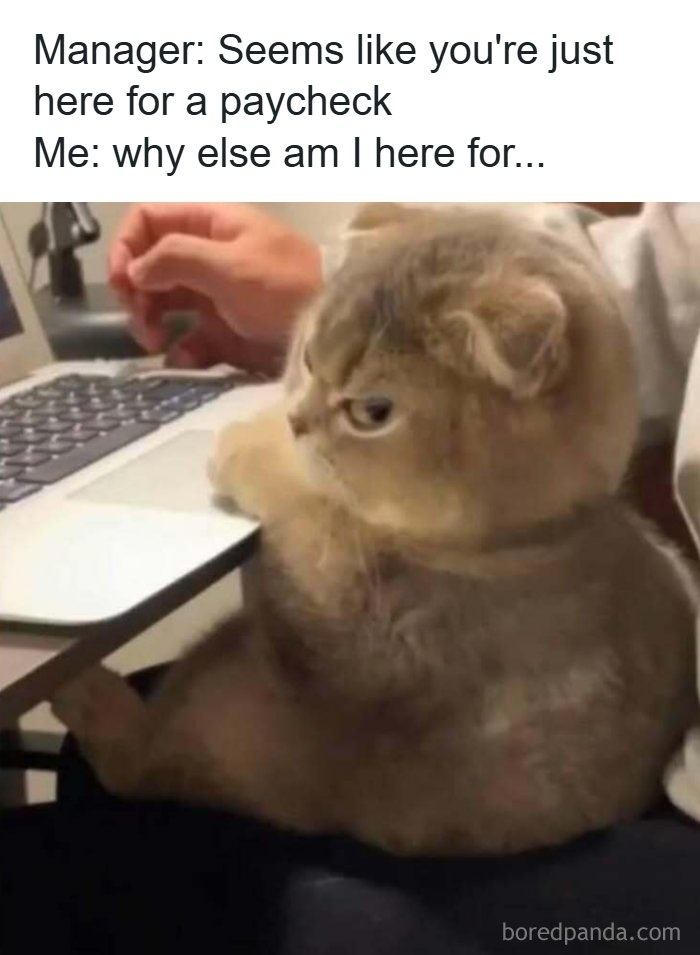 Cat sitting at a laptop with a caption about working for a paycheck, a relatable meme for handling reality with humor.