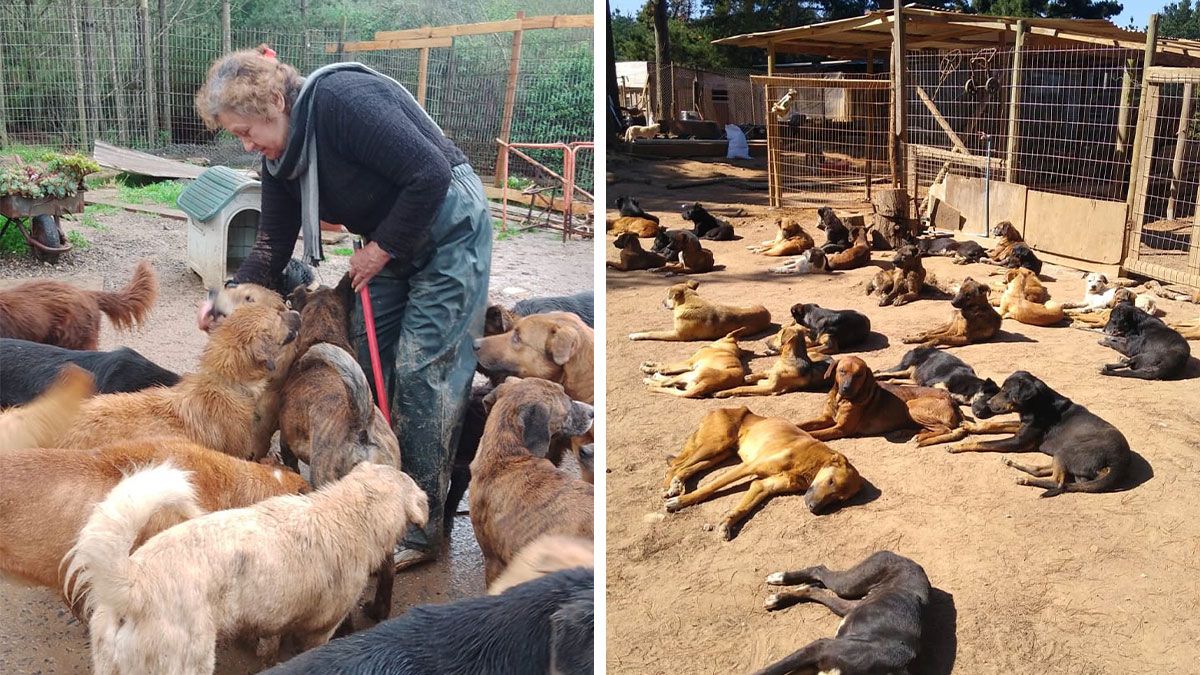 Woman caring for many homeless dogs at an outdoor sanctuary with fenced enclosures and dog shelters in a rural setting