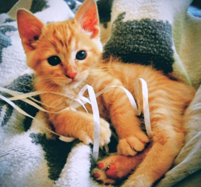 Godzilla - Abandoned In Barn At 3 Weeks, Now 14 Years Old