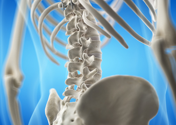 Close-up of a human spine and ribcage bone structure, illustrating microplastics discovered in bone tissue research. Close-up of a human spine and ribcage bone structure, illustrating microplastics discovered in bone tissue research.
