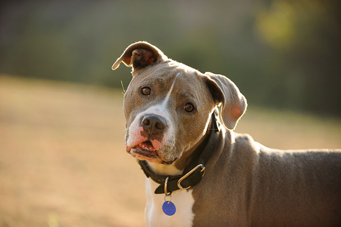 Pit bull dog outdoors with a collar in soft sunlight, highlighting concerns around new mom and her baby safety.