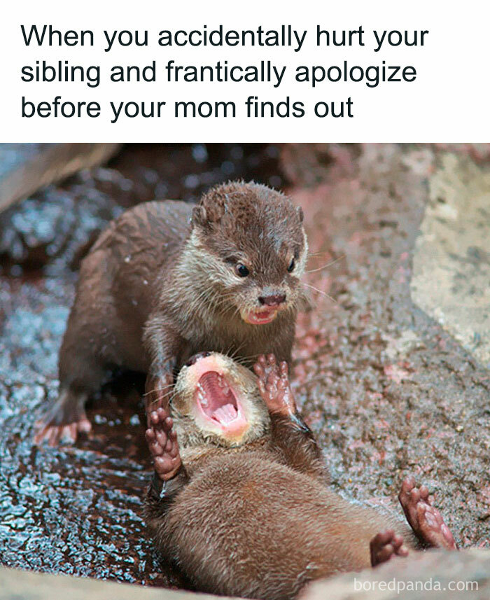 Two otters playfully interacting, illustrating sibling moments in funny memes about having siblings.