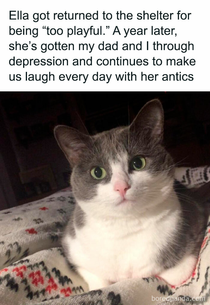 Gray and white cat with green eyes resting on a patterned blanket, featured in popular cat memes for hilarious antics.