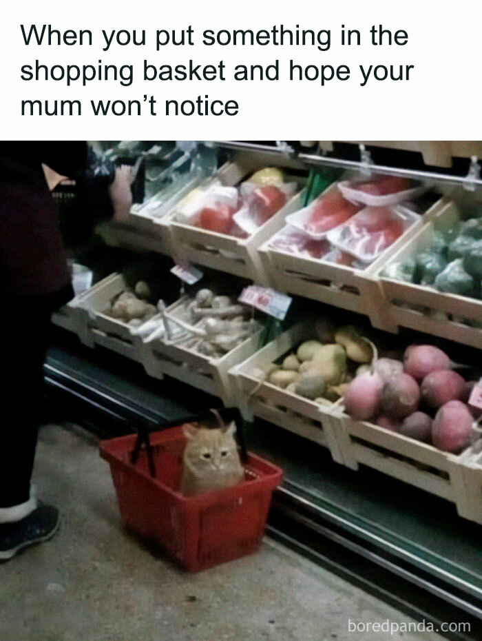 Cat meme showing a cat sitting in a shopping basket with a caption about hoping your mum won't notice.