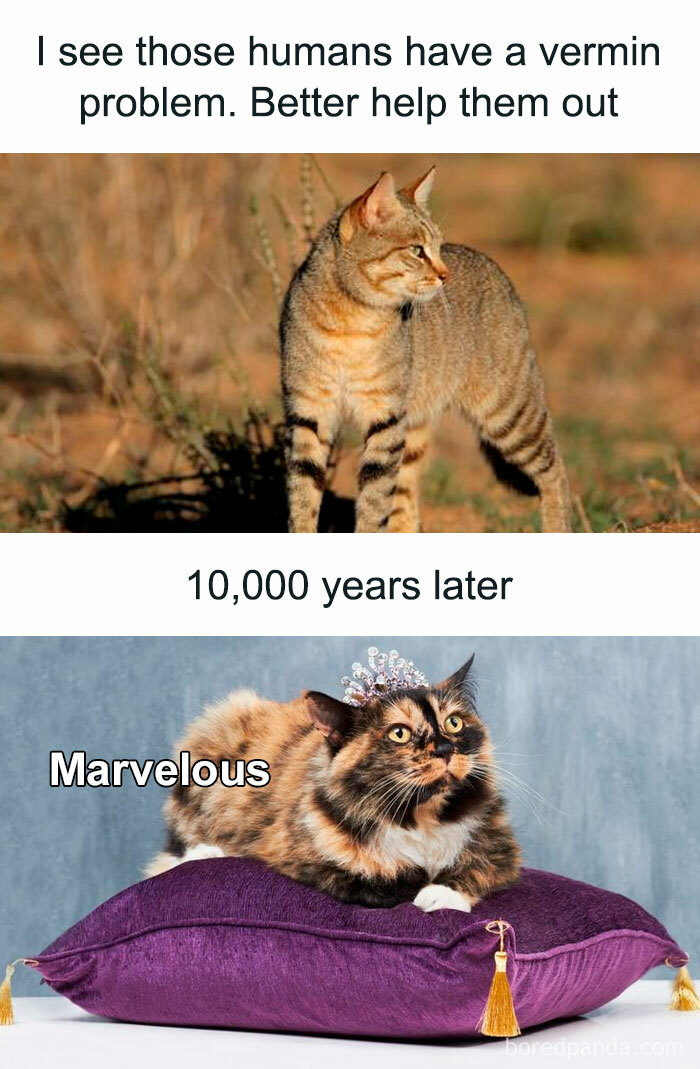 Wild tabby cat in nature and pampered calico cat with a tiara on a cushion, highlighting cat memes humor.