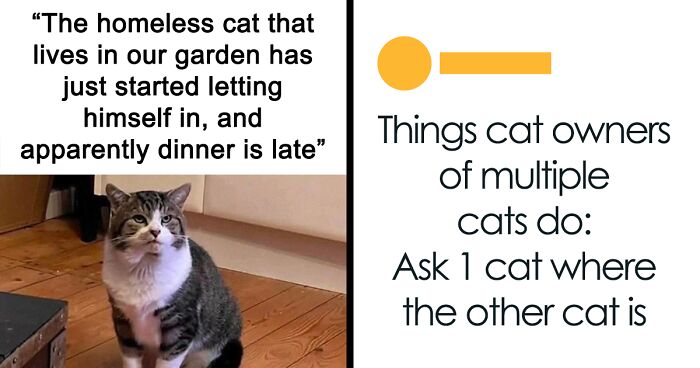 “Cat Distribution System In Effect”: 80 Funny Feline Memes To Make Your Day Way Better