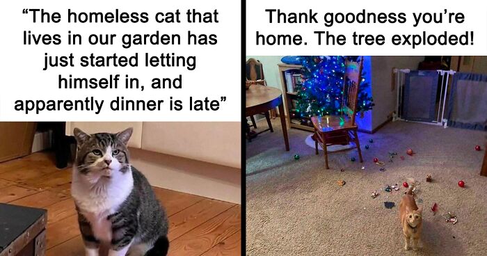 “Cat Distribution System In Effect”: 80 Funny Feline Memes To Make Your Day Way Better