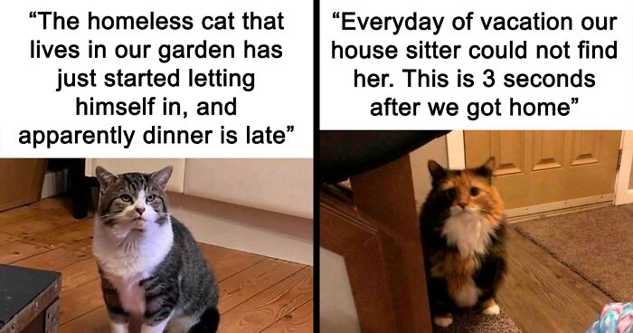 “Cat Distribution System In Effect”: 80 Funny Feline Memes To Make Your Day Way Better