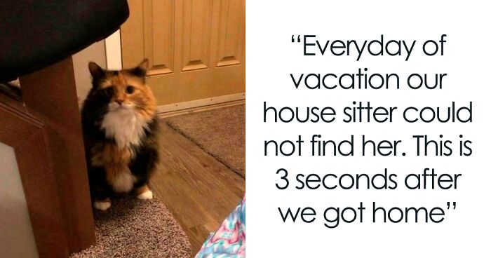 “Cat Distribution System In Effect”: 80 Funny Feline Memes To Make Your Day Way Better