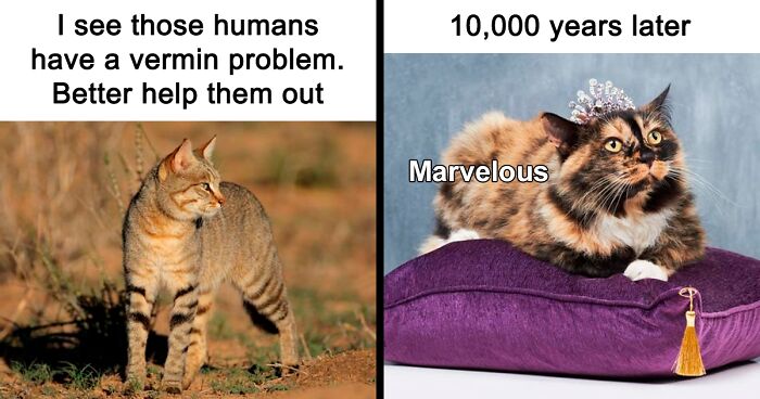 “Cat Distribution System In Effect”: 80 Funny Feline Memes To Make Your Day Way Better