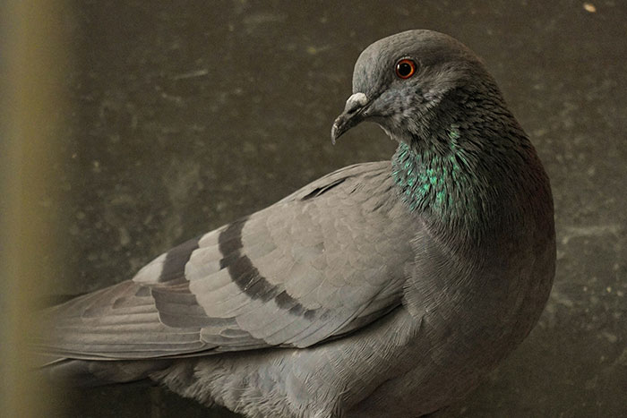Close-up of a clever pigeon with iridescent feathers, symbolizing the wiliest criminals who outsmart police officers.