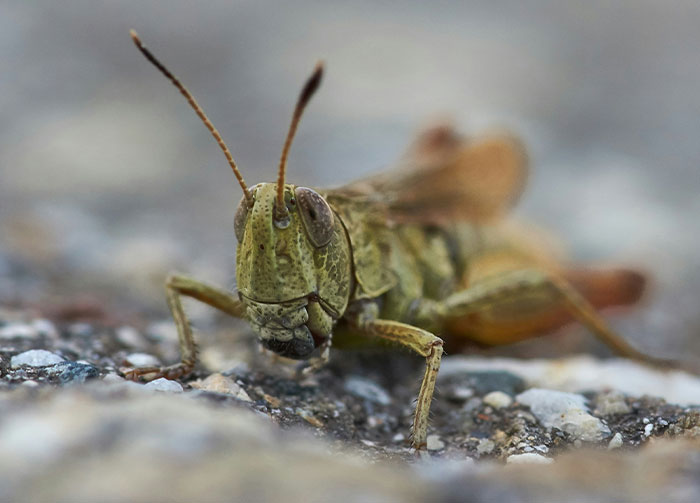 Close-up of a grasshopper on rocky ground symbolizing diabolical revenge stories and the idea of not wanting an enemy.