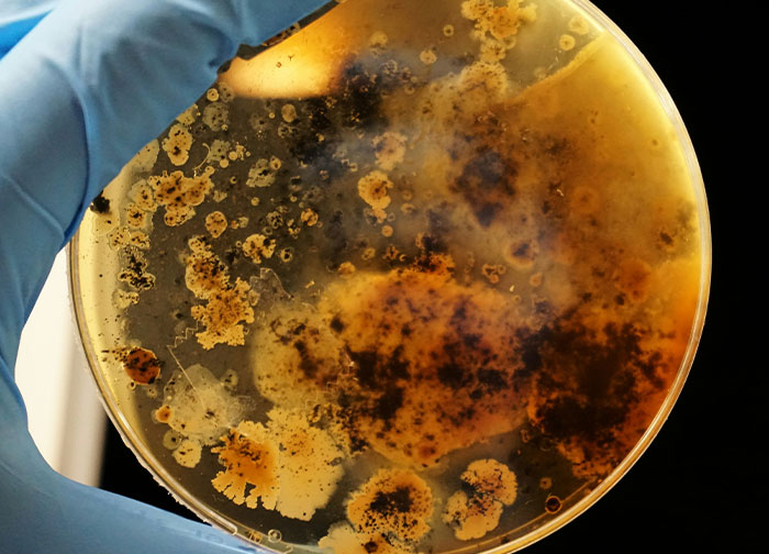 Gloved hand holding petri dish with bacteria colonies, illustrating diabolical revenge stories and enemy tactics.