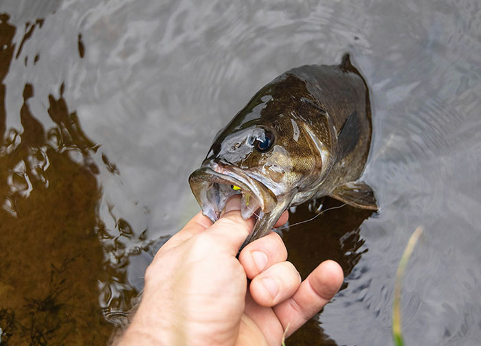A hand holding a fish caught in clear water, symbolizing diabolical revenge stories and unexpected enemy tactics.