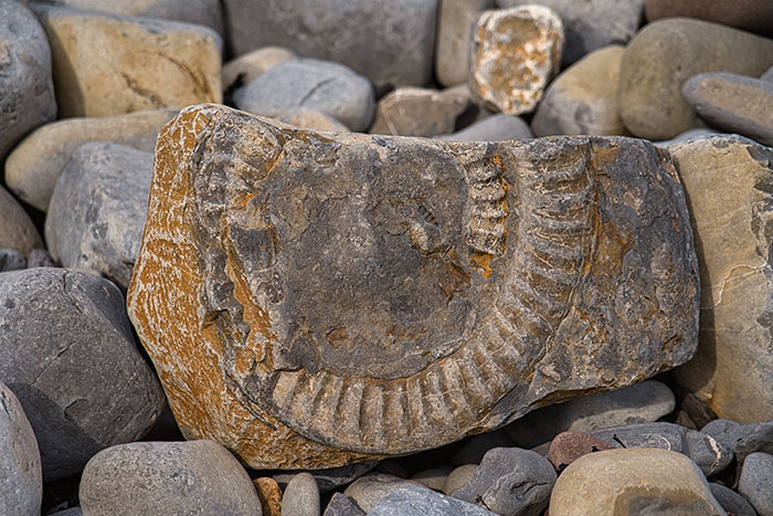Fossil embedded in rock among pebbles, illustrating examples where people scoffed at something utterly serious.