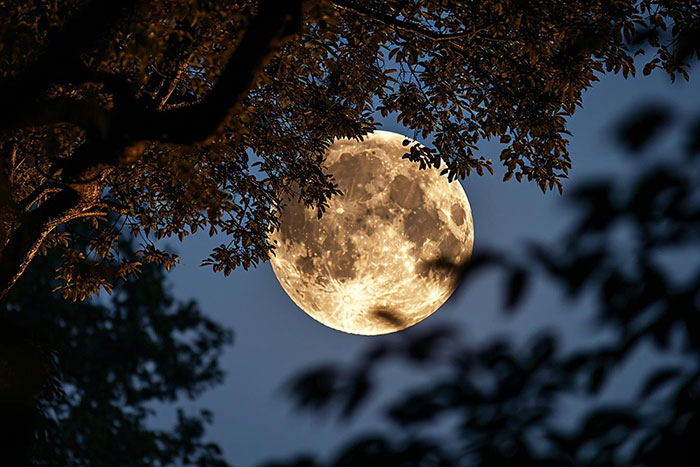 Full moon glowing bright at night, framed by dark tree branches, capturing the panic on his face atmosphere.