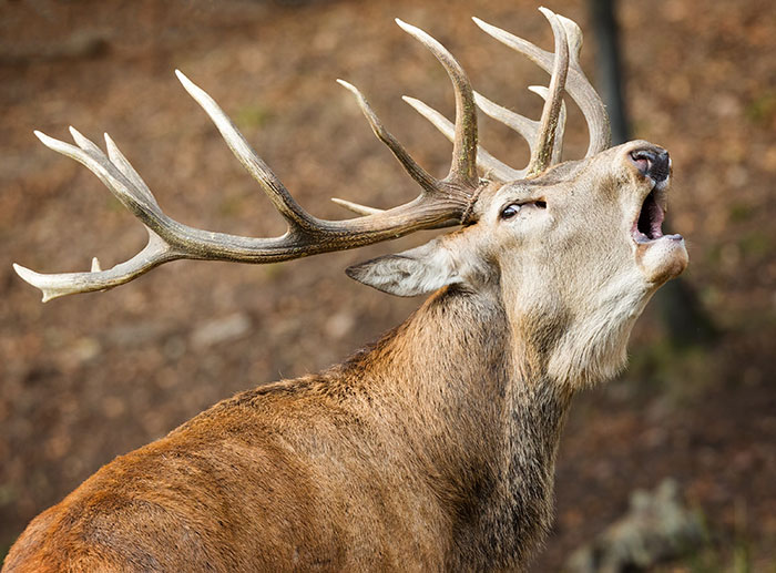 A stag with large antlers vocalizing in a forest, illustrating experiences people only believe once it happens to them.