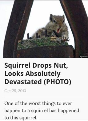 squirrel-drops-nut-2023_02_20-16_26_42-UTC-2024_10_17-03_26_46-UTC-693ccf6471f42.jpg
